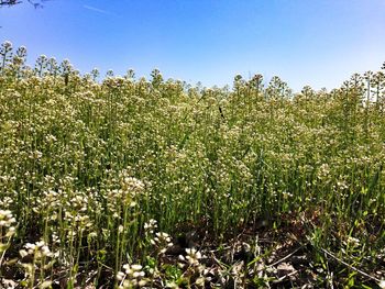 Scenic view of field against clear sky