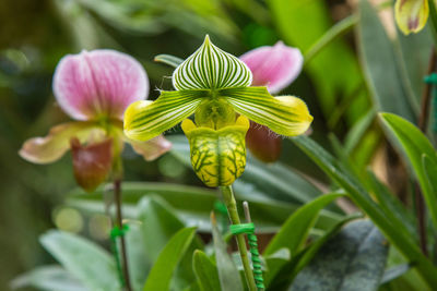 Close-up of flowering plant