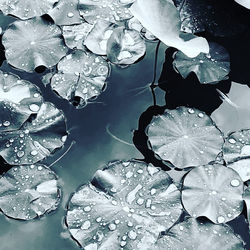 High angle view of wet leaves floating on lake during rainy season