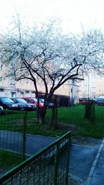 Bare trees against sky