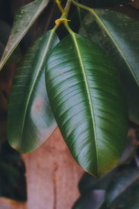 Close-up of green leaves