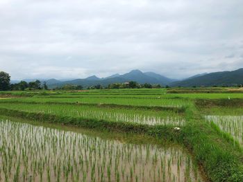 Scenic view of rice field against sky