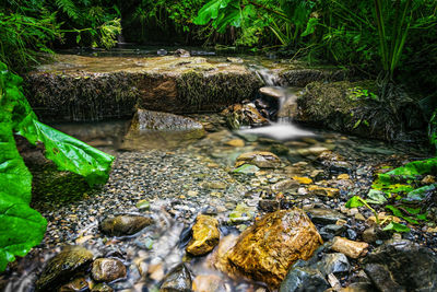 Stream flowing through rocks in forest