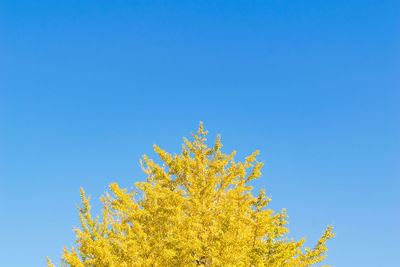 Low angle view of tree against blue sky