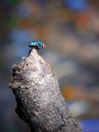 Close-up of fly on rock