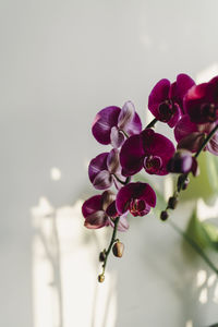 Close-up of pink orchid flowers