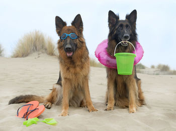 German shepherds with toys at beach