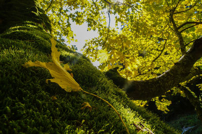 Trees growing in park