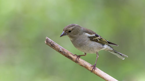 Close-up of bird perching on branch