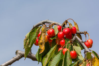 Low angle view of cherries on tree against clear sky