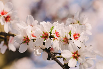 Beautiful blooming almond tree branches at spring, close-up shot