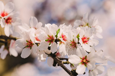 Close-up of white cherry blossom