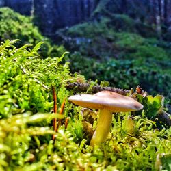 Close-up of mushroom growing in forest