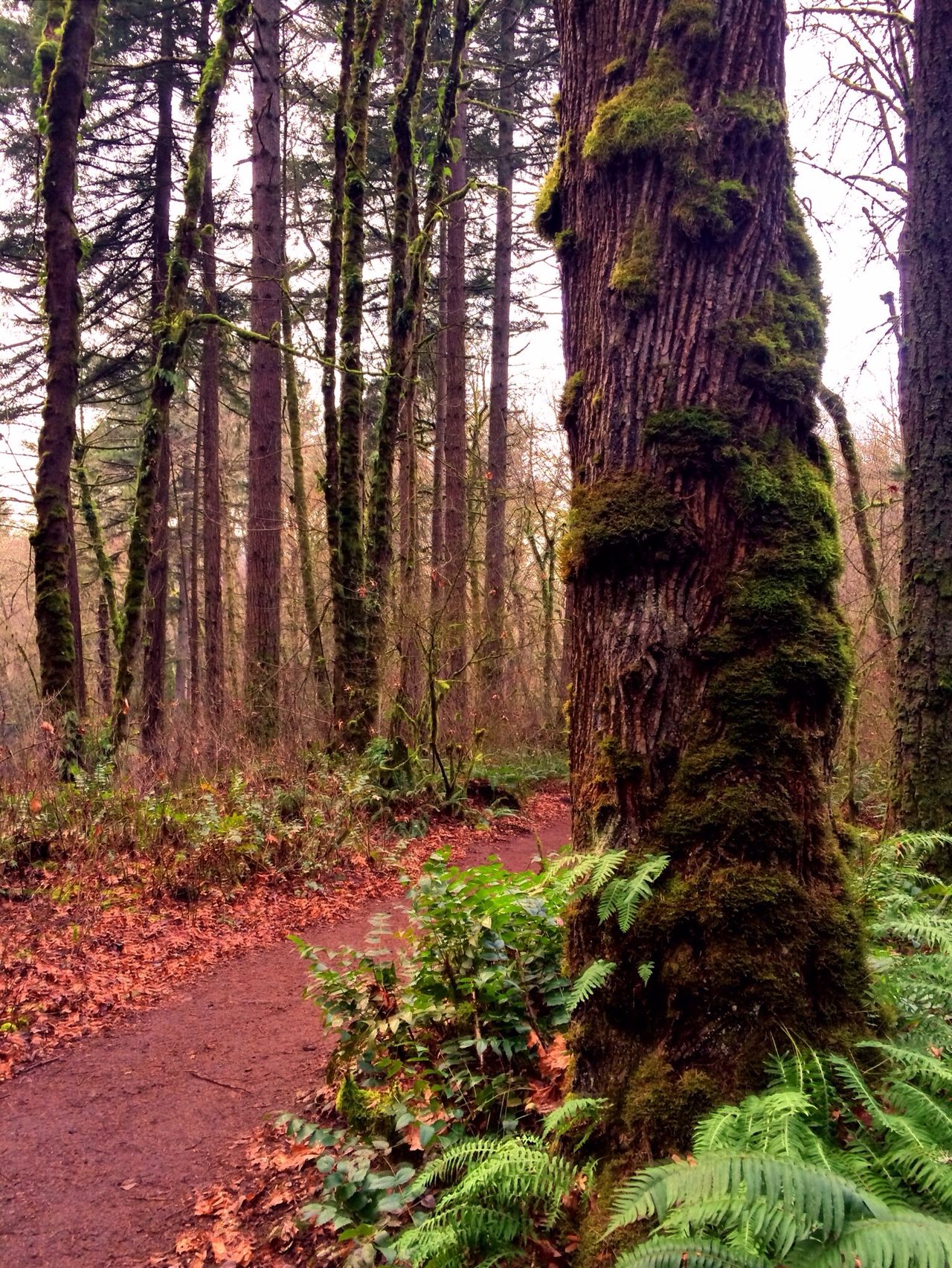 Tryon Creek State Park