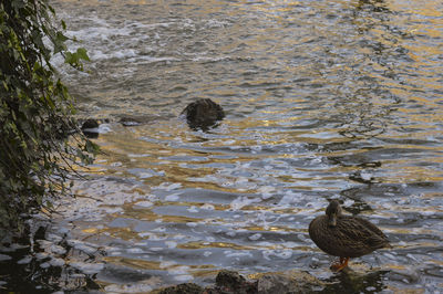 Reflection of bird in puddle