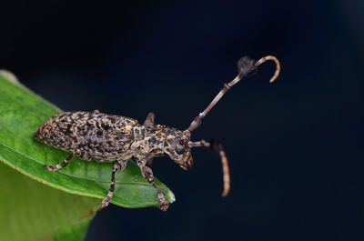 Close-up of insect on leaf against black background