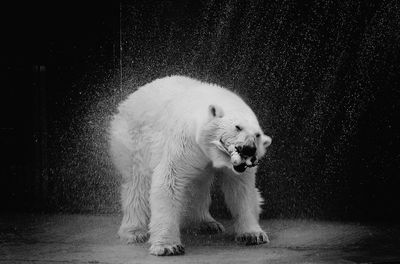 Portrait of dog standing against white wall