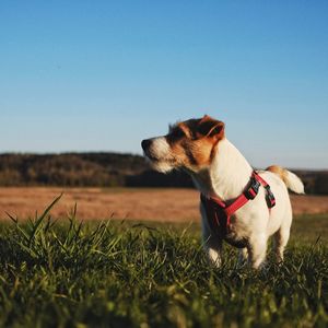 Dog standing on grassy field against clear sky