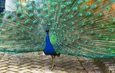 Close-up of peacock feathers