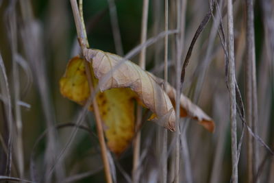 Close-up of dry leaves on plant