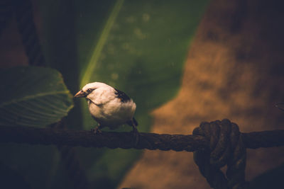 Close-up of bird perching outdoors