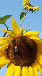 Close-up of bee on sunflower