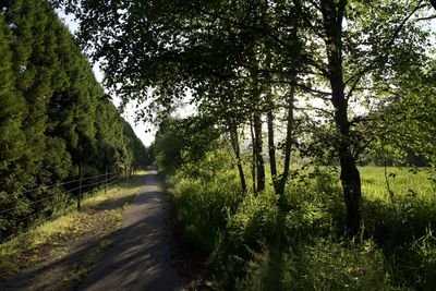 Road amidst trees in forest