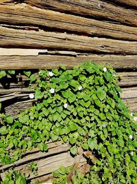 High angle view of plant growing outdoors