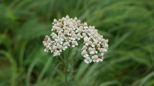 Close-up of white flowering plant