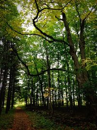 Trees in forest