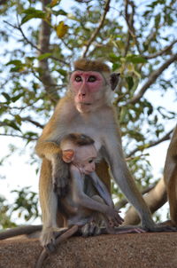 Low angle view of monkey sitting on tree