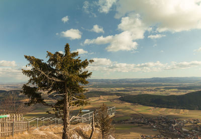 Tree on field against sky