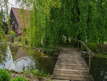 Footpath amidst trees by lake