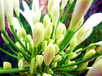 Close-up of green leaves