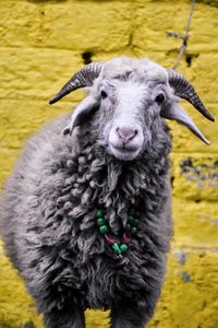 Close-up portrait of a sheep