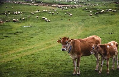 Cows on grassy field