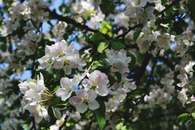 Close-up of apple blossoms in spring