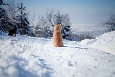 Dog sitting on snowy field