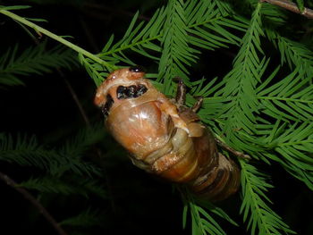 Close-up of insect