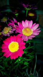 Close-up of pink flowers