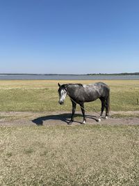 Horses in a field