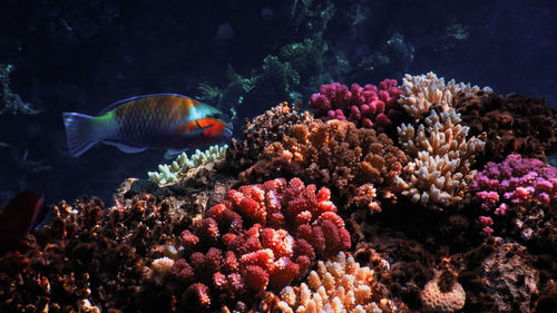 Close-up of fish swimming in sea