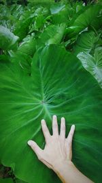 High angle view of hand touching leaves