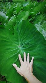 High angle view of hand touching leaf