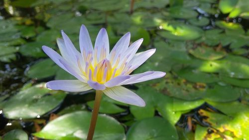 Close-up of lotus water lily in pond