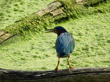 High angle view of gray heron perching