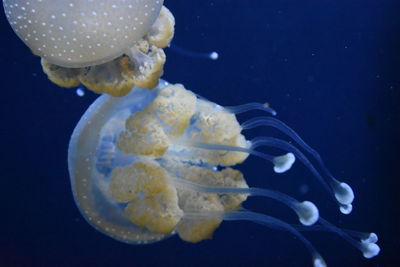 Close-up of jellyfish swimming in sea