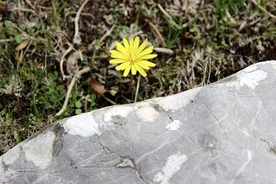 High angle view of yellow flowering plant on field