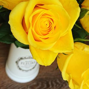 Close-up of yellow rose blooming indoors