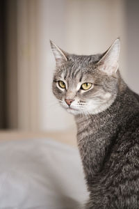 Close-up of a cat looking away